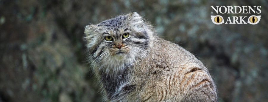 Nordens_Ark_manul